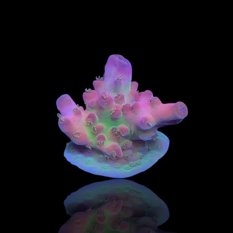 Acropora Frag Pack ✔ Bestel eenvoudig online! ✔ Laagste prijs Acropora Frag Pack ✔ Bestel eenvoudig online! ✔ Laagste prijs