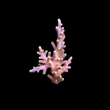 Acropora Frag Pack ✔ Einfach online bestellen! ✔ Niedrigster Preis