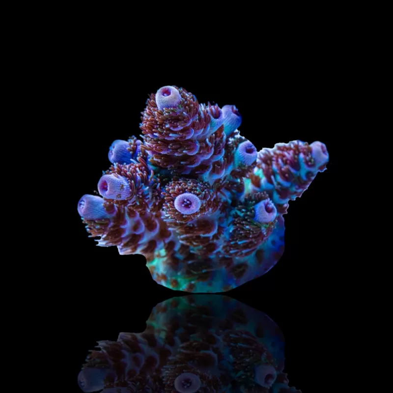 Acropora Frag Pack ✔ Bestel eenvoudig online! ✔ Laagste prijs Acropora Frag Pack ✔ Bestel eenvoudig online! ✔ Laagste prijs