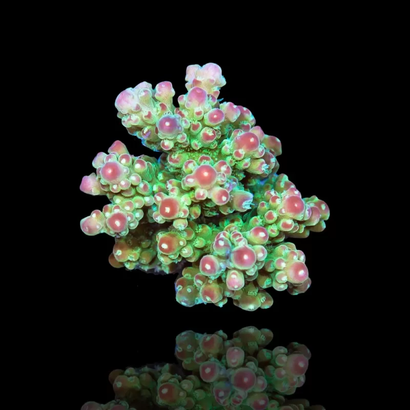 Acropora Frag Pack ✔ Bestel eenvoudig online! ✔ Laagste prijs Acropora Frag Pack ✔ Bestel eenvoudig online! ✔ Laagste prijs