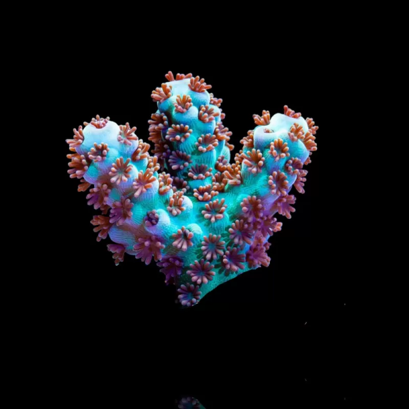 Acropora Frag Pack ✔ Bestel eenvoudig online! ✔ Laagste prijs Acropora Frag Pack ✔ Bestel eenvoudig online! ✔ Laagste prijs