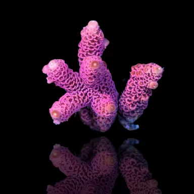 Acropora Frag Pack ✔ Einfach online bestellen! ✔ Niedrigster Preis