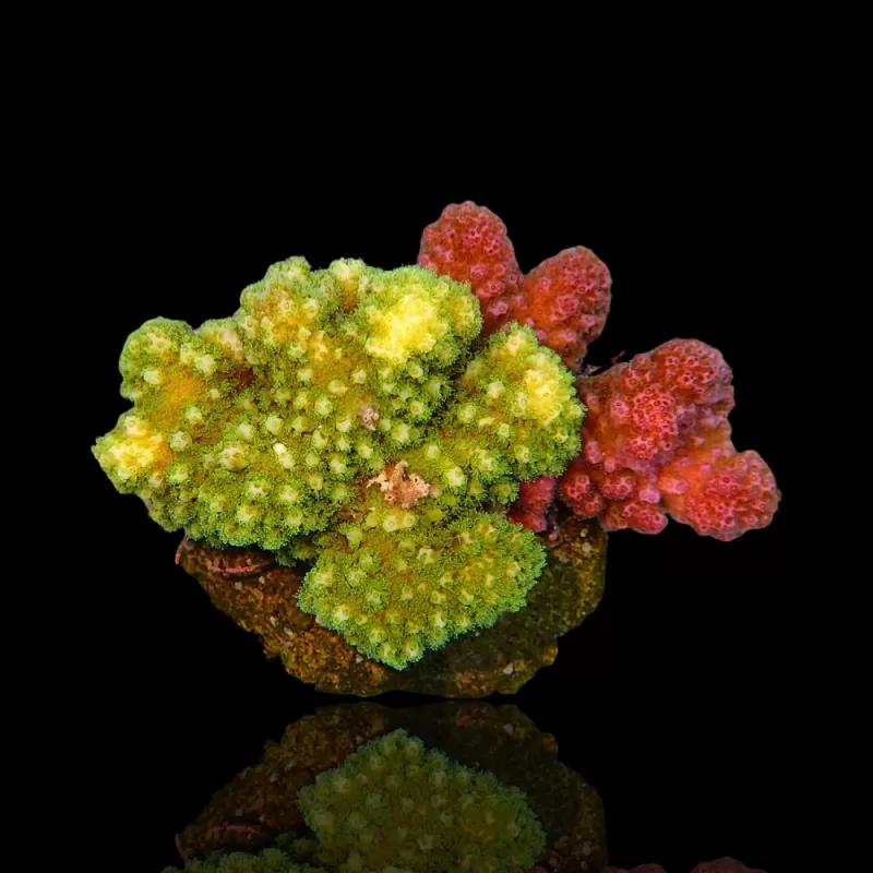 Acropora Frag Pack ✔ Bestel eenvoudig online! ✔ Laagste prijs Acropora Frag Pack ✔ Bestel eenvoudig online! ✔ Laagste prijs