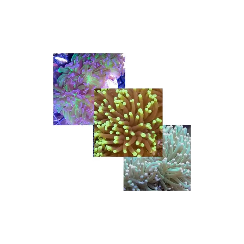 Euphyllia Pack (3stuks) Euphyllia Pack (3stuks)