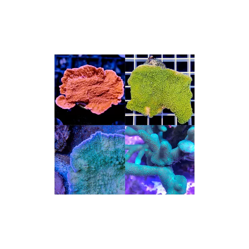 Montipora Pack A ✔ Einfach online bestellen! ✔ Niedrigster Preis