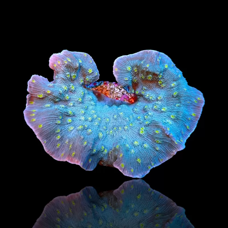 Montipora Pack A ✔ Bestel eenvoudig online! ✔ Laagste prijs Montipora Pack A ✔ Bestel eenvoudig online! ✔ Laagste prijs