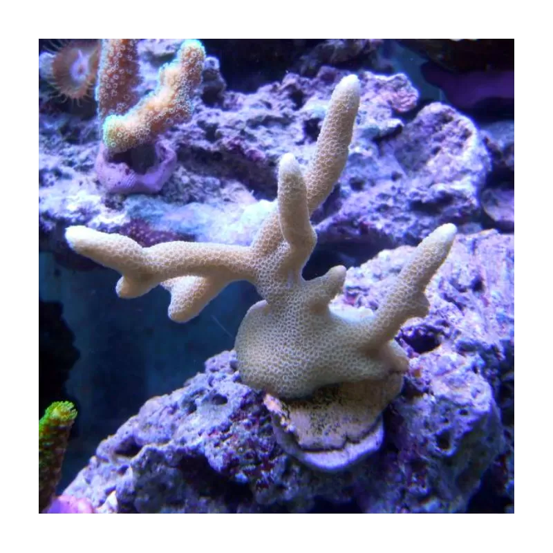 Montipora Pack A ✔ Bestel eenvoudig online! ✔ Laagste prijs Montipora Pack A ✔ Bestel eenvoudig online! ✔ Laagste prijs