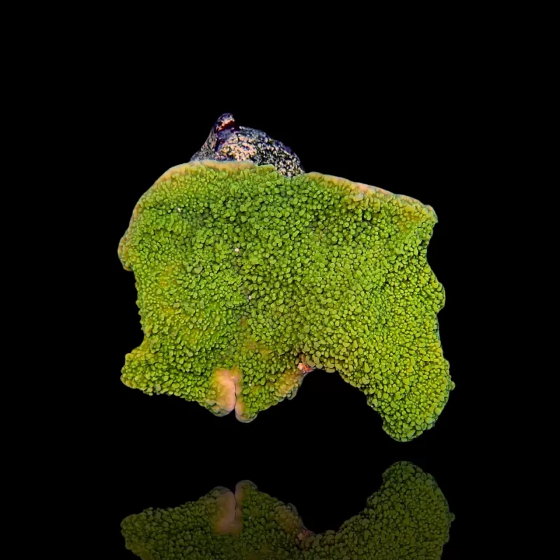 Montipora Pack b ✔ Bestel eenvoudig online! ✔ Laagste prijs Montipora Pack b ✔ Bestel eenvoudig online! ✔ Laagste prijs