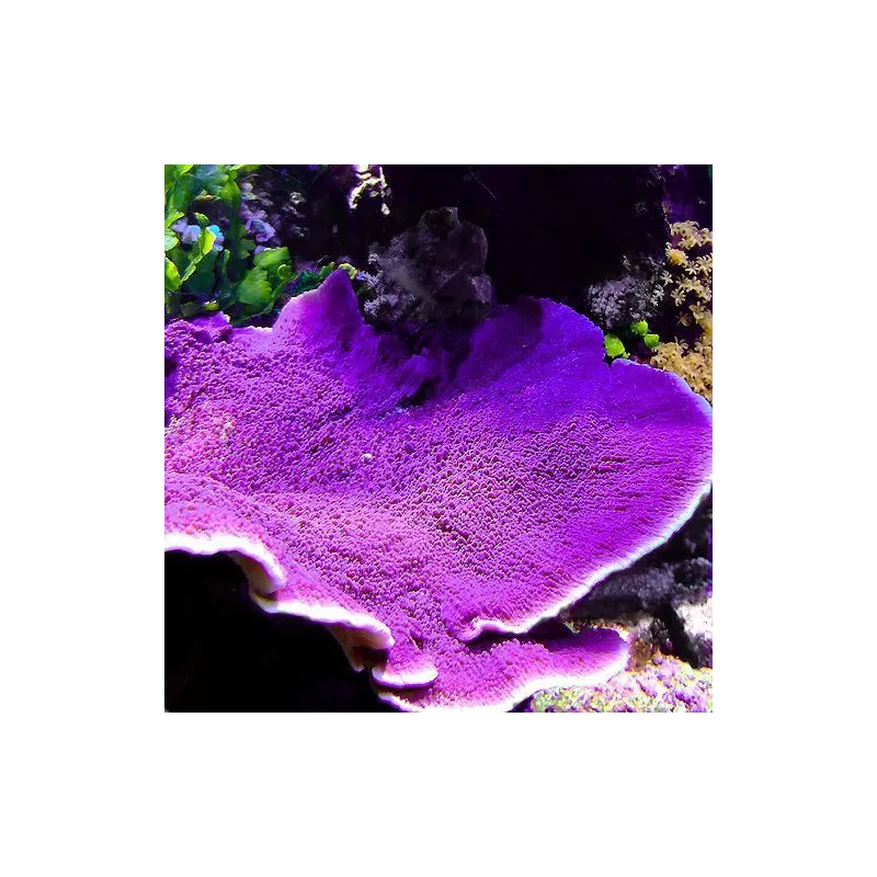 Montipora Pack b ✔ Bestel eenvoudig online! ✔ Laagste prijs Montipora Pack b ✔ Bestel eenvoudig online! ✔ Laagste prijs