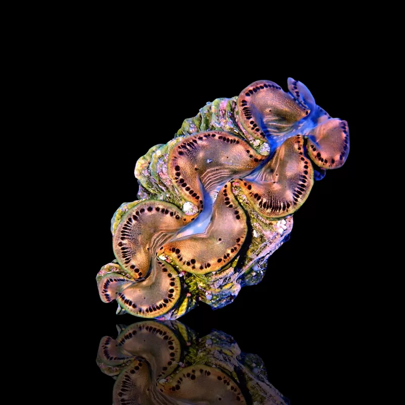 Tridacna Maxima Gold ✔ Bestel eenvoudig online! ✔ Laagste prijs Tridacna Maxima Gold ✔ Bestel eenvoudig online! ✔ Laagste prijs