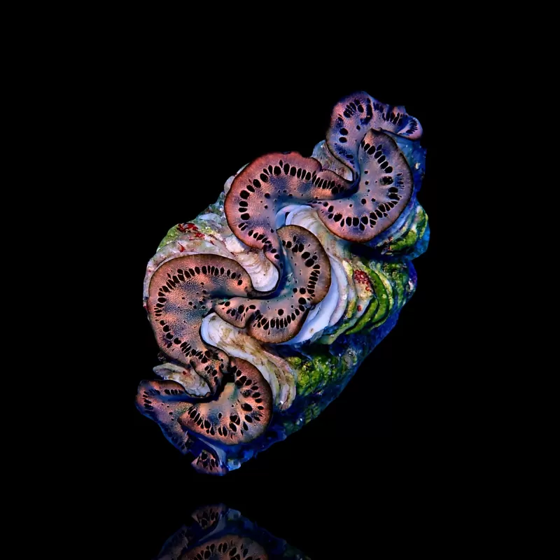 Tridacna Maxima Gold ✔ Bestel eenvoudig online! ✔ Laagste prijs Tridacna Maxima Gold ✔ Bestel eenvoudig online! ✔ Laagste prijs