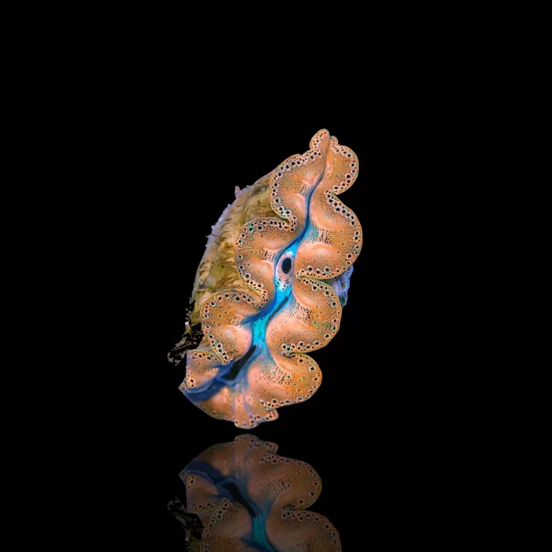 Tridacna Maxima Gold ✔ Bestel eenvoudig online! ✔ Laagste prijs Tridacna Maxima Gold ✔ Bestel eenvoudig online! ✔ Laagste prijs