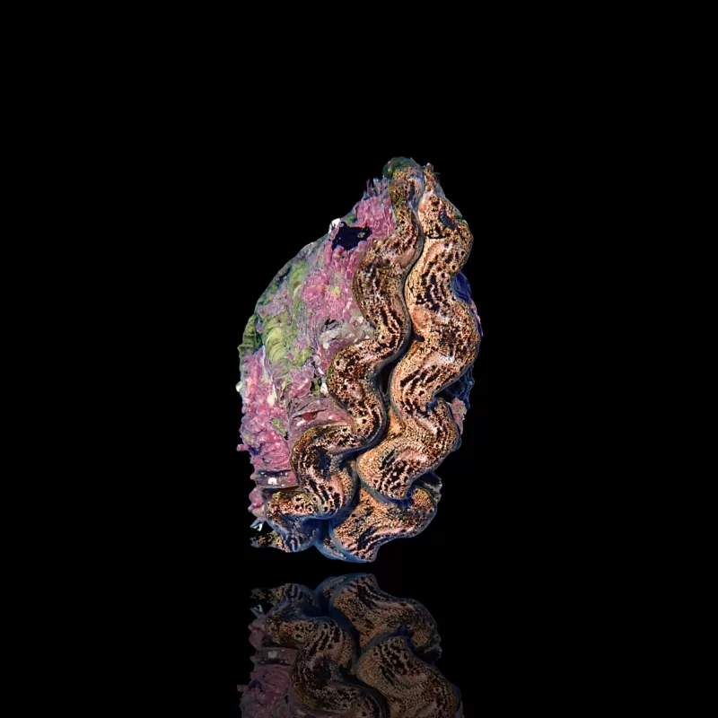 Tridacna Maxima Gold ✔ Bestel eenvoudig online! ✔ Laagste prijs Tridacna Maxima Gold ✔ Bestel eenvoudig online! ✔ Laagste prijs