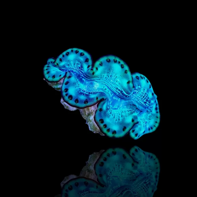 Tridacna Maxima Ultra Blue kaufen | Coralandfishstore.nl Tridacna Maxima Ultra Blue kaufen | Coralandfishstore.nl