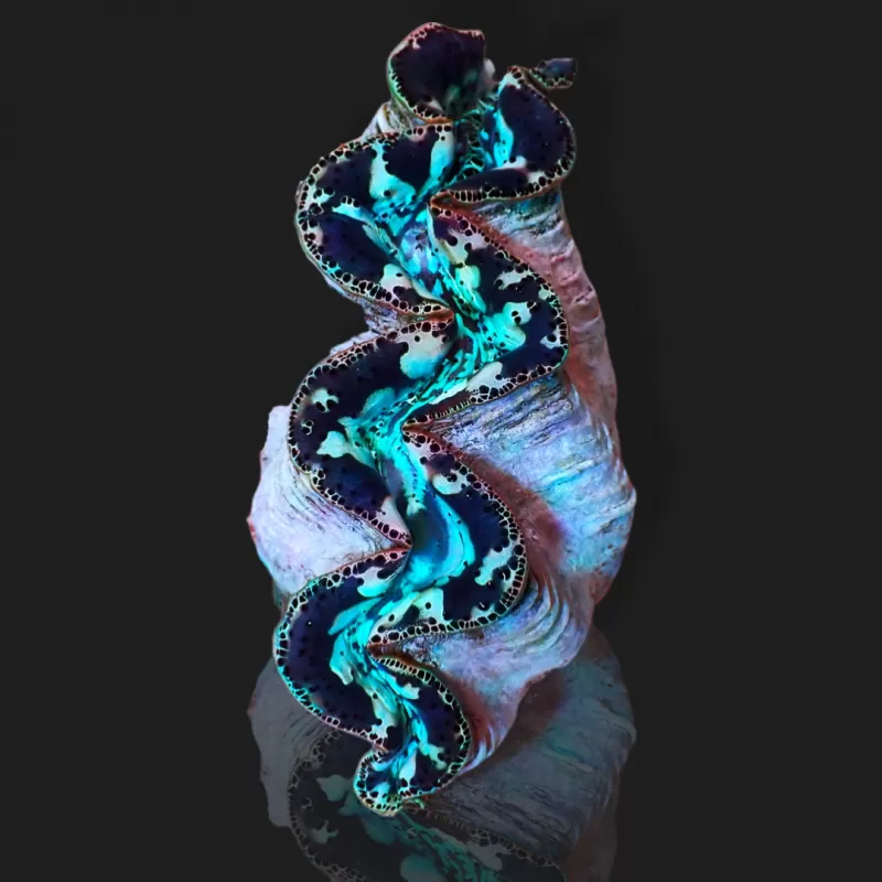 Tridacna Maxima Ultra Blue kaufen | Coralandfishstore.nl Tridacna Maxima Ultra Blue kaufen | Coralandfishstore.nl
