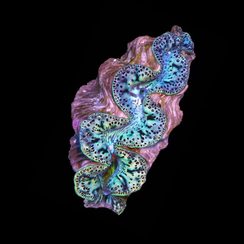 Tridacna Maxima Ultra Blue kaufen | Coralandfishstore.nl Tridacna Maxima Ultra Blue kaufen | Coralandfishstore.nl