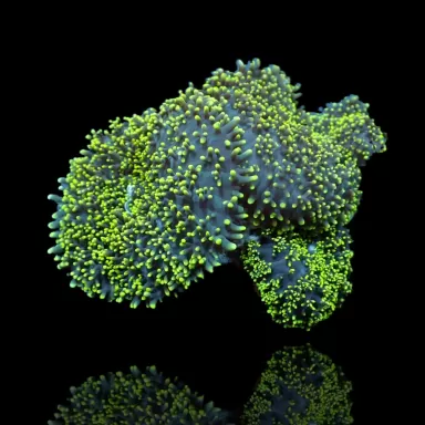 Rhodactis Hairy Mushroom Neon Green ✔ Bestel eenvoudig online! ✔ Laagste prijs