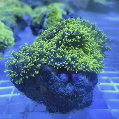 Rhodactis Hairy Mushroom Neon Green ✔ Bestel eenvoudig online! ✔ Laagste prijs