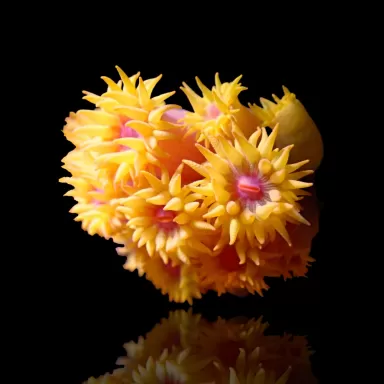 Tubastrea Orange (Strawbee Coral) ✔ Einfach online bestellen! ✔ Niedrigster Preis