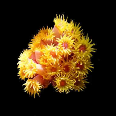 Tubastrea Orange (Strawbee Coral) ✔ Einfach online bestellen! ✔ Niedrigster Preis