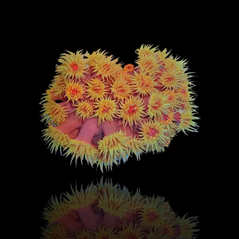 Tubastrea Orange (Strawbee Coral) ✔ Einfach online bestellen! ✔ Niedrigster Preis Tubastrea Orange (Strawbee Coral) ✔ Einfach online bestellen! ✔ Niedrigster Preis