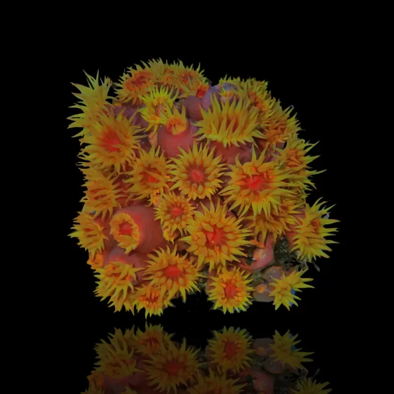 Tubastrea Orange (Strawbee Coral) ✔ Einfach online bestellen! ✔ Niedrigster Preis Tubastrea Orange (Strawbee Coral) ✔ Einfach online bestellen! ✔ Niedrigster Preis