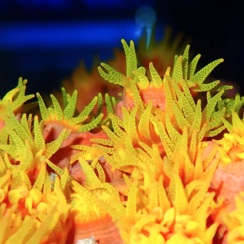 Tubastrea Orange (Aardbijkoraal) ✔ Bestel eenvoudig online! ✔ Laagste prijs Tubastrea Orange (Aardbijkoraal) ✔ Bestel eenvoudig online! ✔ Laagste prijs