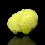 Plerogyra Ultra Yellow S-size