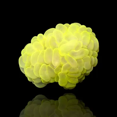 Kaufen Sie Plerogyra Yellow - Blasenkoralle S-Größe | Coralandfishstore.nl