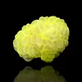Plerogyra Yellow S-size