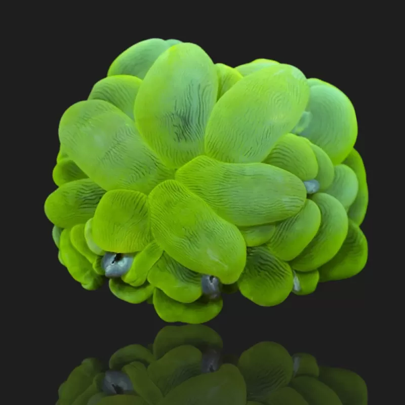 Plerogyra Sinuosa Green L-size kopen | Coralandfishstore.nl Plerogyra Sinuosa Green L-size kopen | Coralandfishstore.nl