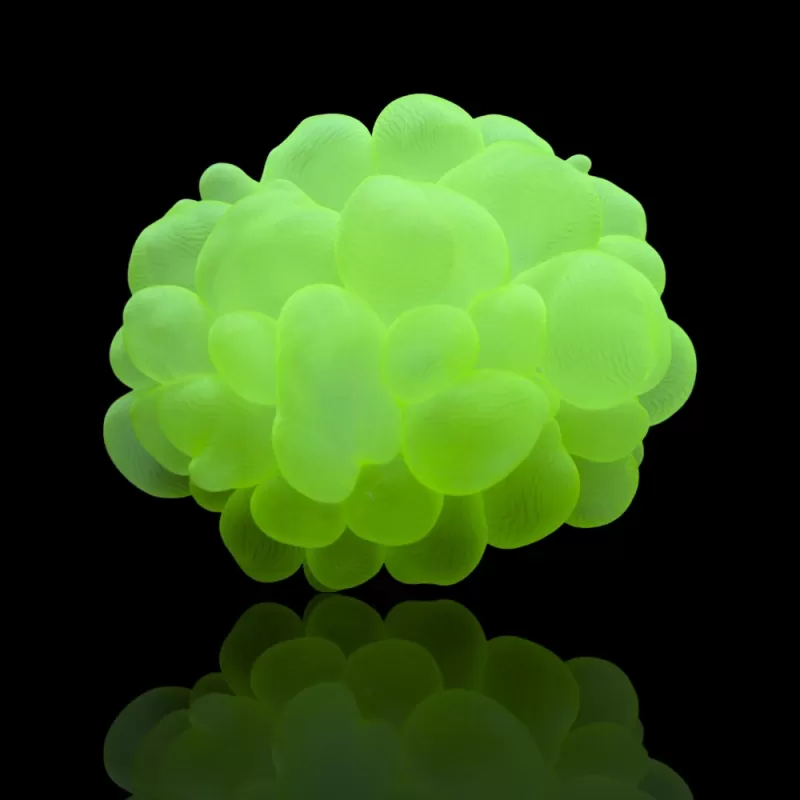 Kaufen Sie Plerogyra Sinuosa Green L-Größe | Coralandfishstore.nl Kaufen Sie Plerogyra Sinuosa Green L-Größe | Coralandfishstore.nl