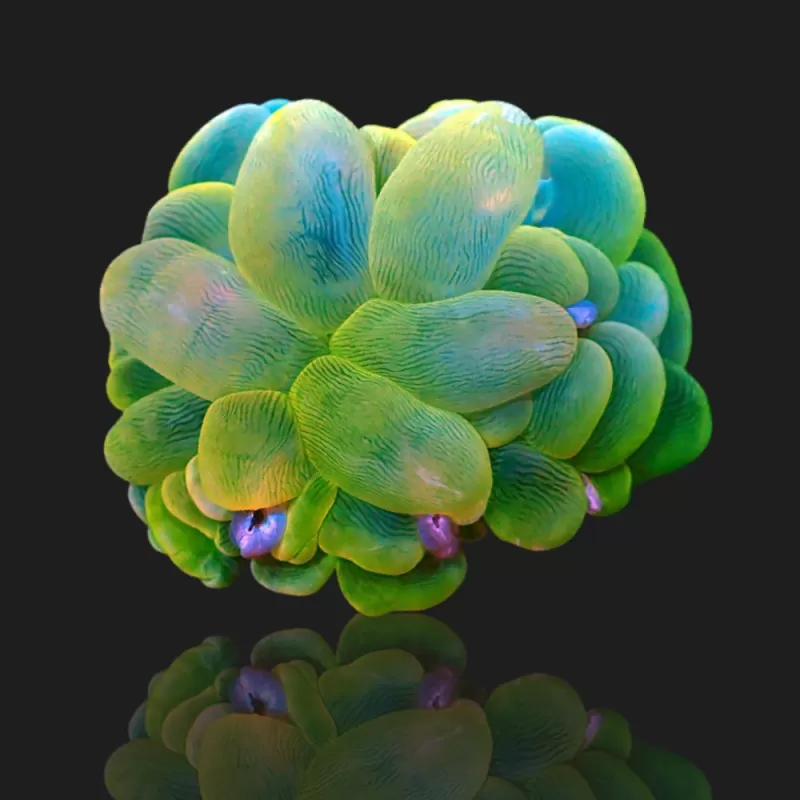 Plerogyra Sinuosa Green L-size kopen | Coralandfishstore.nl Plerogyra Sinuosa Green L-size kopen | Coralandfishstore.nl