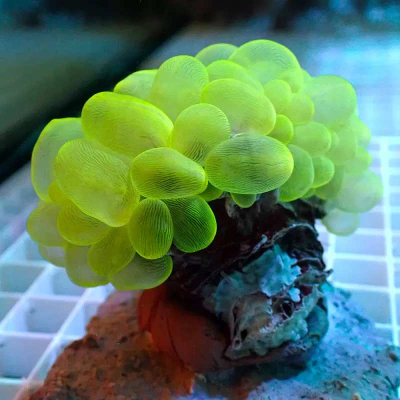 Plerogyra Sinuosa Green L-size kopen | Coralandfishstore.nl Plerogyra Sinuosa Green L-size kopen | Coralandfishstore.nl