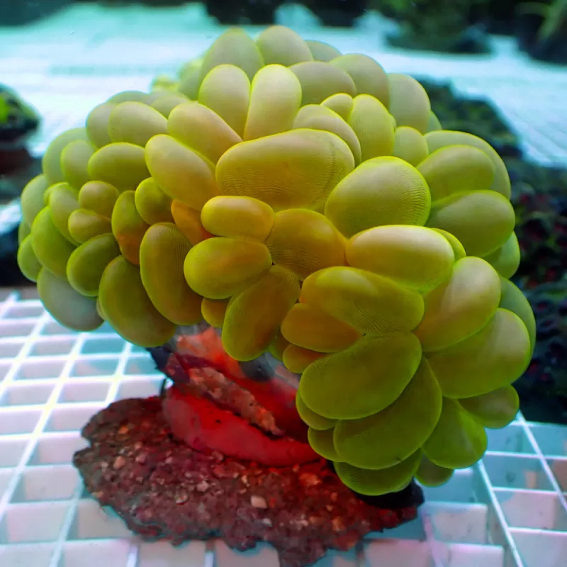 Plerogyra Sinuosa Green L-size kopen | Coralandfishstore.nl Plerogyra Sinuosa Green L-size kopen | Coralandfishstore.nl
