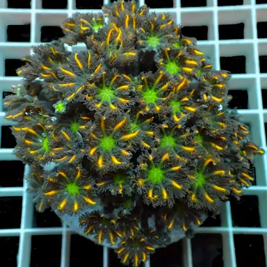 Kaufen Sie Clavularia sp orange/gelb/grün gestreift S-Größe | Coralandfishstore.nl