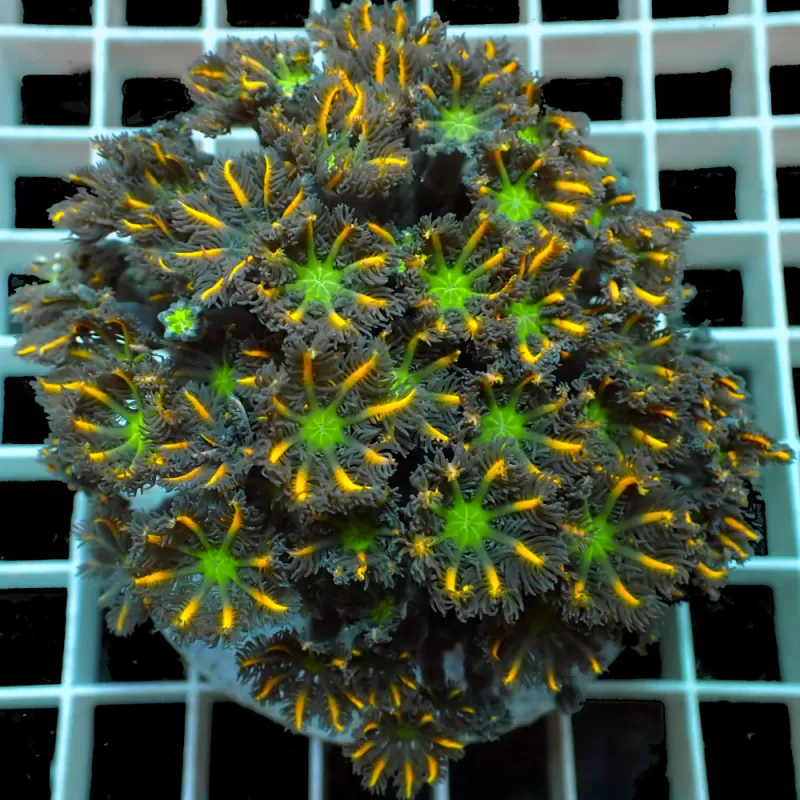 Kaufen Sie Clavularia sp orange/gelb/grün gestreift S-Größe | Coralandfishstore.nl Kaufen Sie Clavularia sp orange/gelb/grün gestreift S-Größe | Coralandfishstore.nl