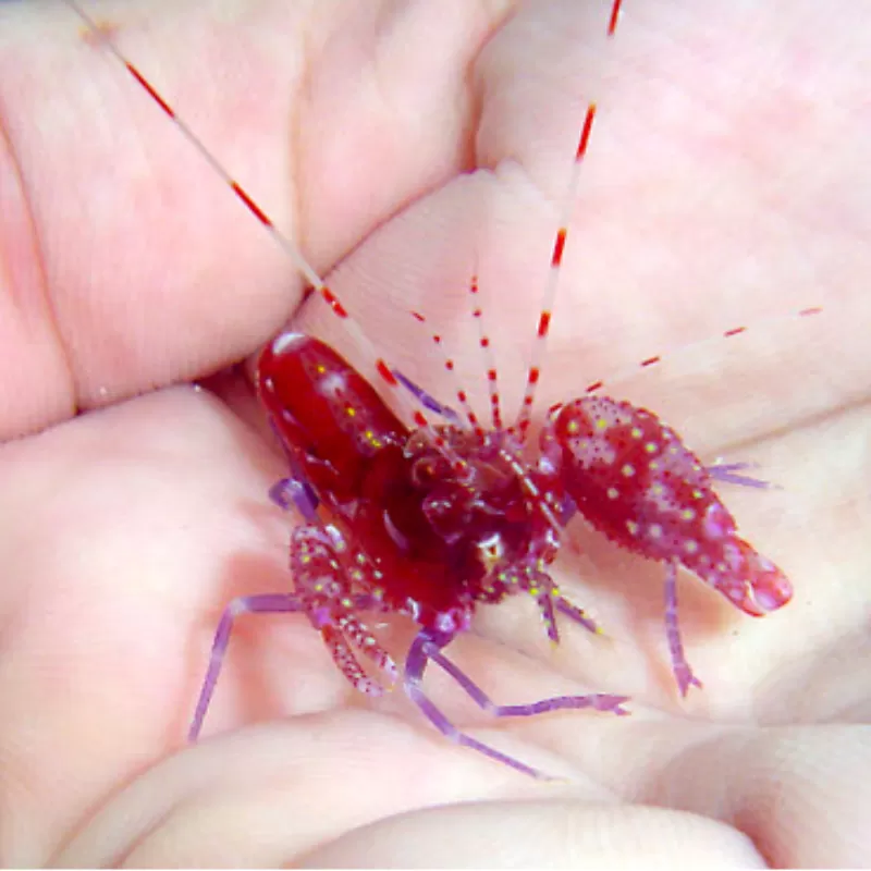 Alpheus Armatus kaufen? l Coralandfishstore.nl Alpheus Armatus kaufen? l Coralandfishstore.nl
