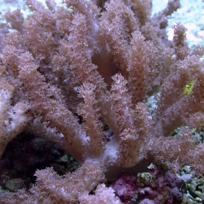 Kaufen Cladiella sp Colt Größe M/L | Coralandfishstore.nl Kaufen Cladiella sp Colt Größe M/L | Coralandfishstore.nl
