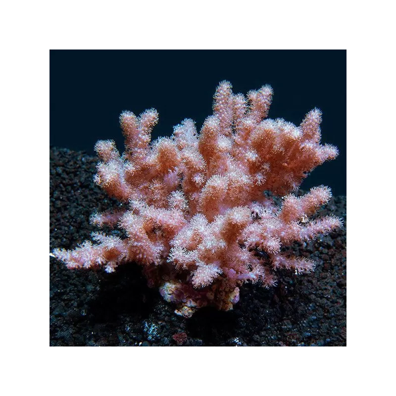 Kaufen Cladiella sp Colt Größe M/L | Coralandfishstore.nl Kaufen Cladiella sp Colt Größe M/L | Coralandfishstore.nl