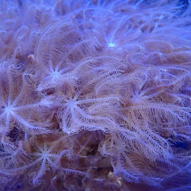 Anthelia Glauca S-size | Coralandfishstore.nl