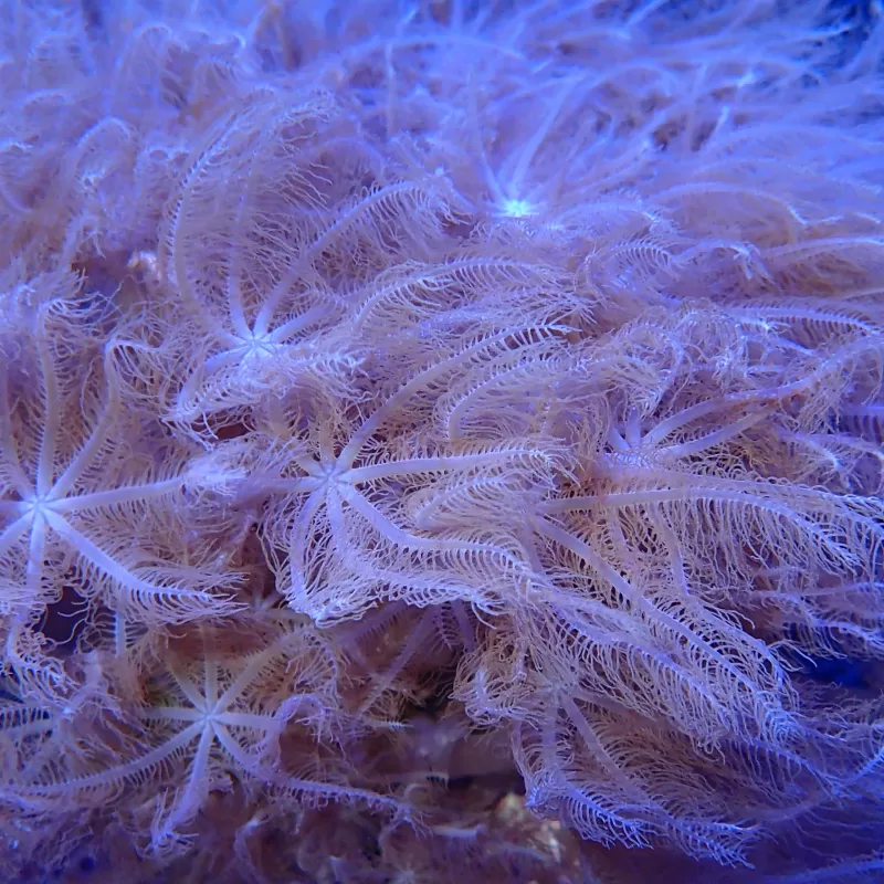 Anthelia Glauca S-size | Coralandfishstore.nl Anthelia Glauca S-size | Coralandfishstore.nl