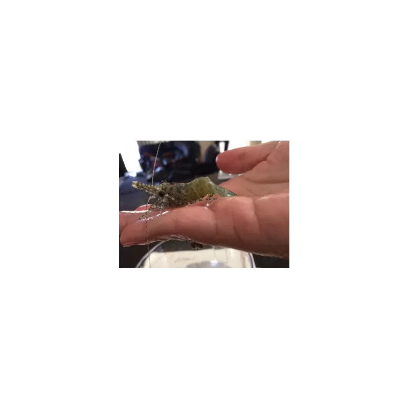 Saron Marmoratus Männchen bestellen? l Coralandfishstore.nl Saron Marmoratus Männchen bestellen? l Coralandfishstore.nl