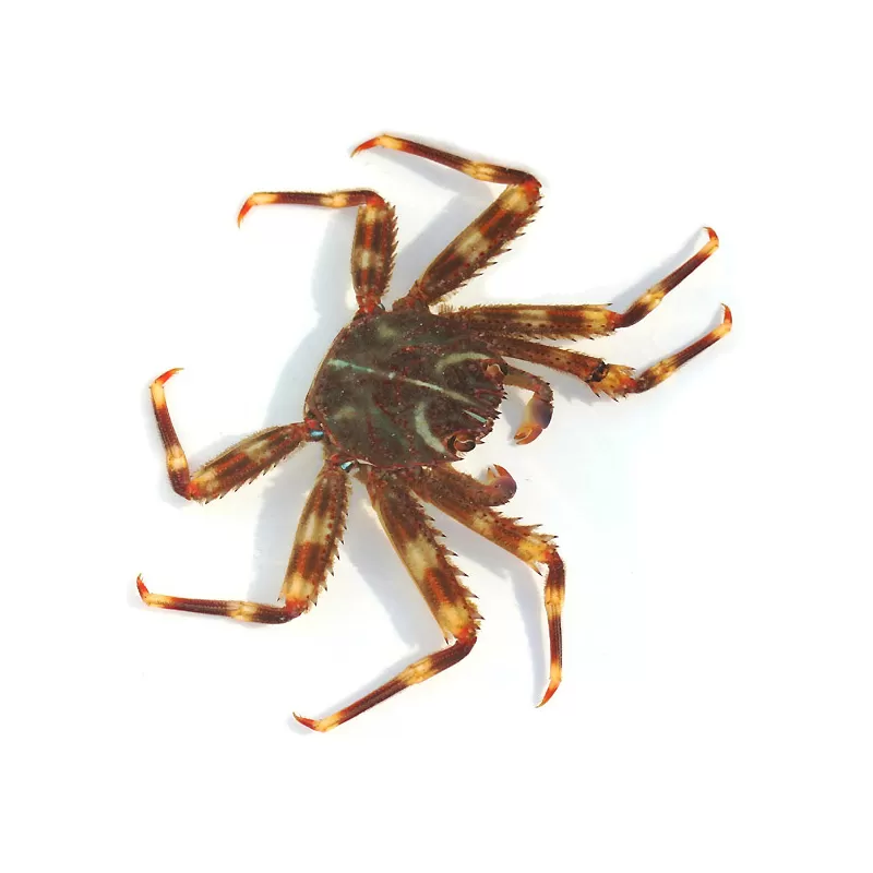 Percnon Gibbesi Percnon Gibbesi