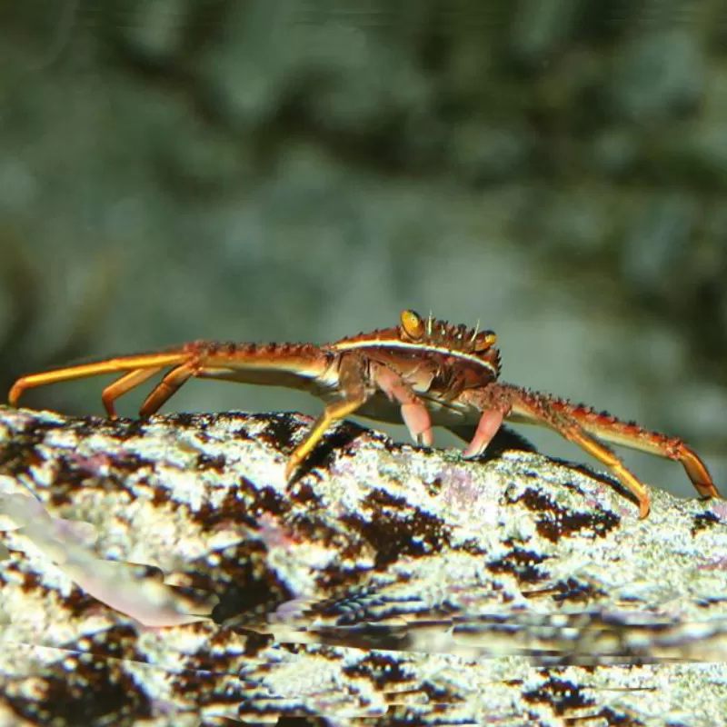 Percnon Gibbesi Percnon Gibbesi