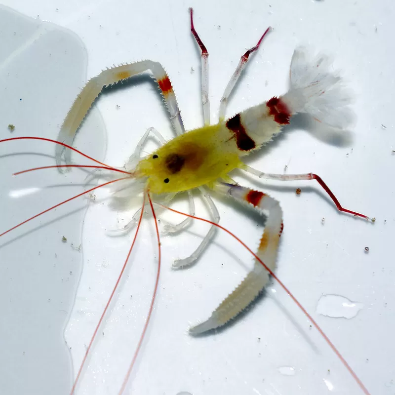Stenopus Zanzibaricus bestellen ? l Coralandfishstore.nl Stenopus Zanzibaricus bestellen ? l Coralandfishstore.nl