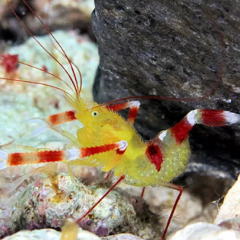 Stenopus Zanzibaricus bestellen ? l Coralandfishstore.nl Stenopus Zanzibaricus bestellen ? l Coralandfishstore.nl