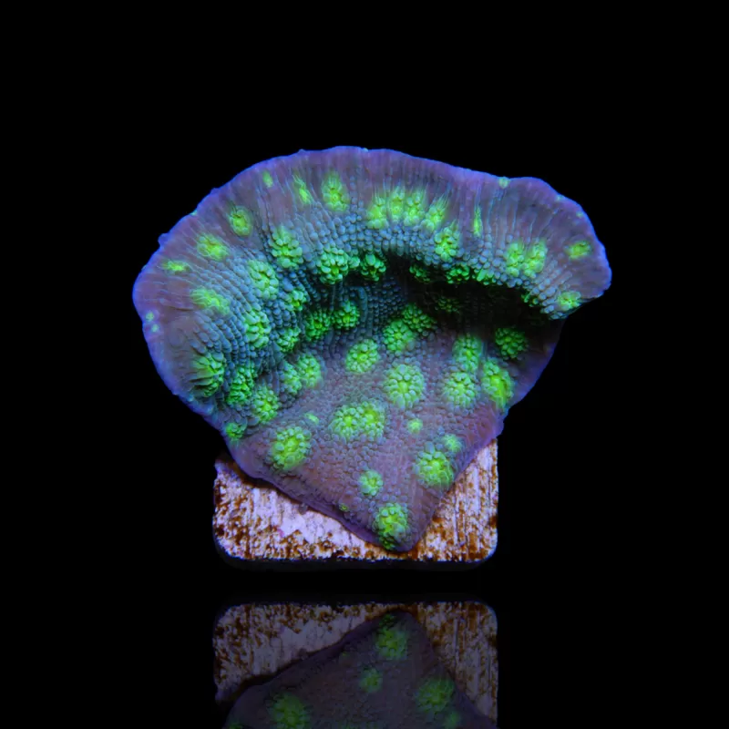 Echinopora Lamellosa | Coralandfishstore ✔Laagste prijs Echinopora Lamellosa | Coralandfishstore ✔Laagste prijs