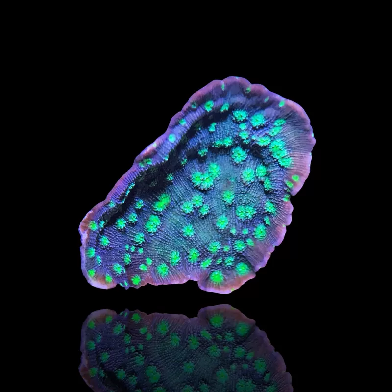Echinopora Lamellosa | Coralandfishstore ✔Laagste prijs Echinopora Lamellosa | Coralandfishstore ✔Laagste prijs