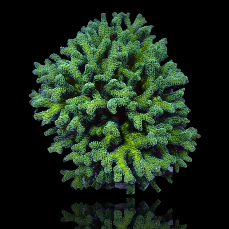 Seriatopora Caliendrum kopen? | Coralandfishstore.nl Seriatopora Caliendrum kopen? | Coralandfishstore.nl